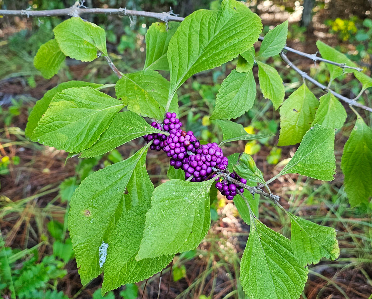 American Beautyberry bush with ripe berries.