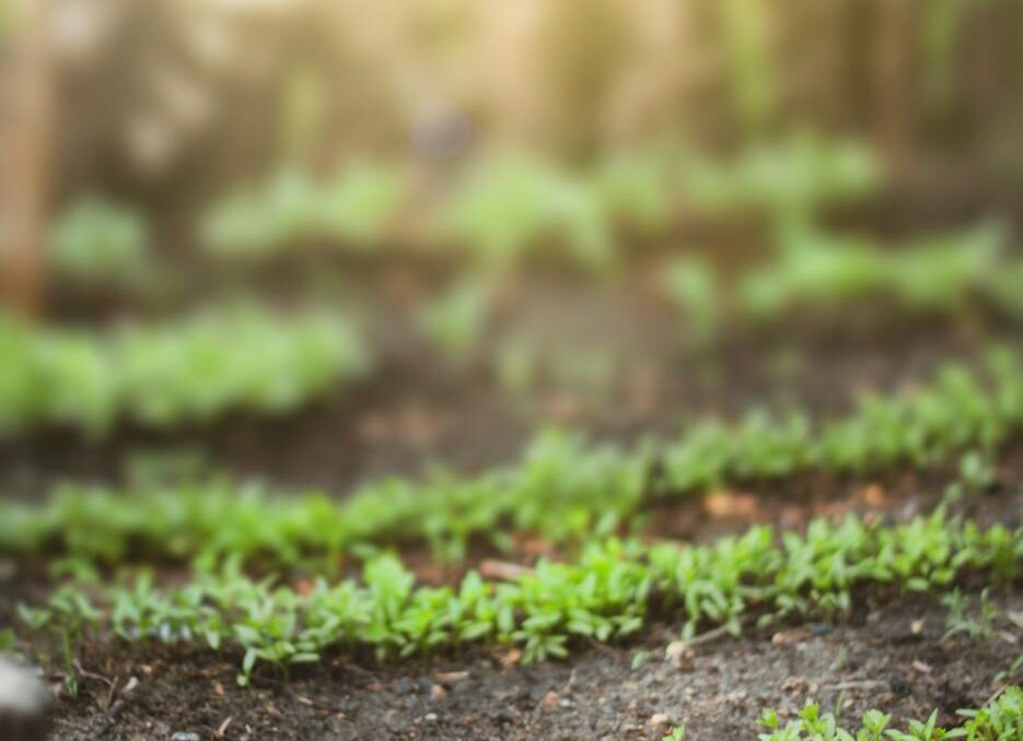 green plants on ground