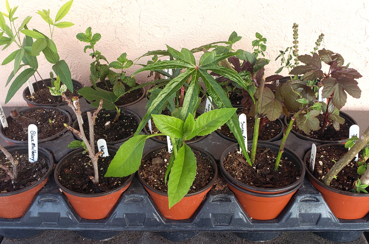 A variety of Florida-friendly edible plants in small pots in a tray.