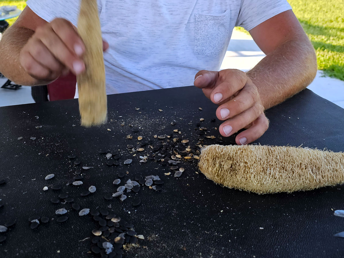 Person shaking out the seeds from a luffa gourd. Seeds are falling onto a black table.