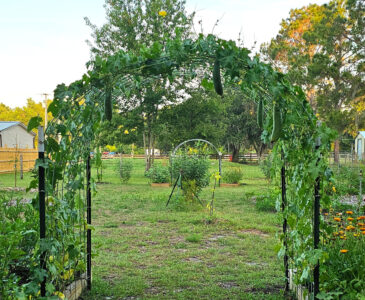 luffa gourds hanging from a trellis in a food forest garden.