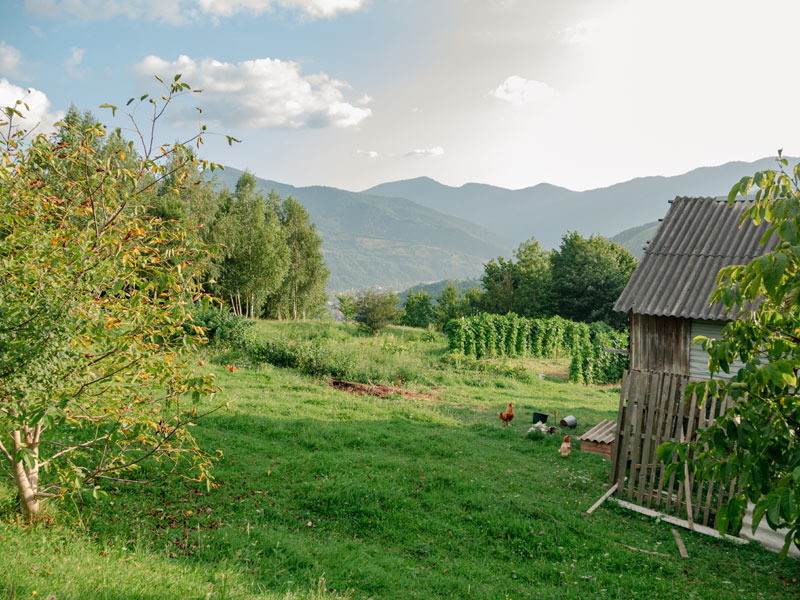 Photo of a mountainside homestead with chickens, a garden, fruit trees and and old building.