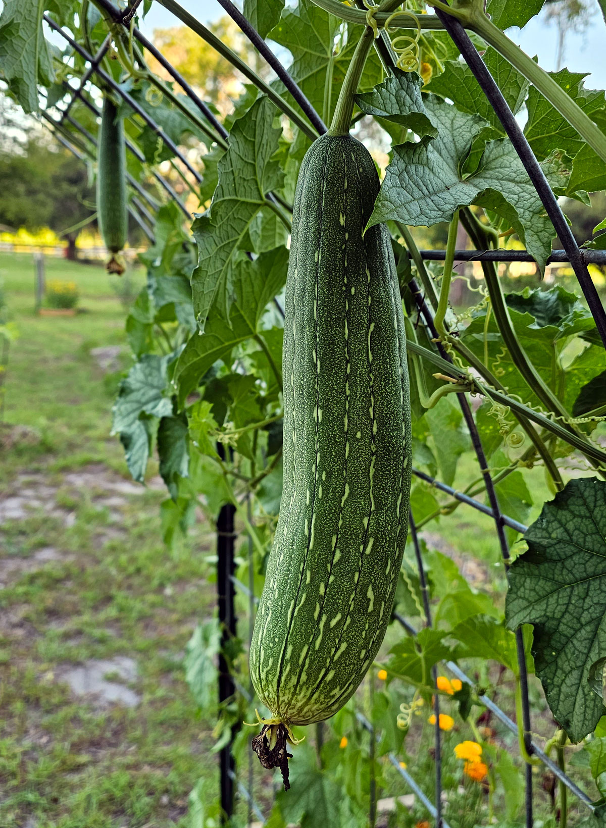 Ripening luffa gourd hanging from a cattle panel trellis.