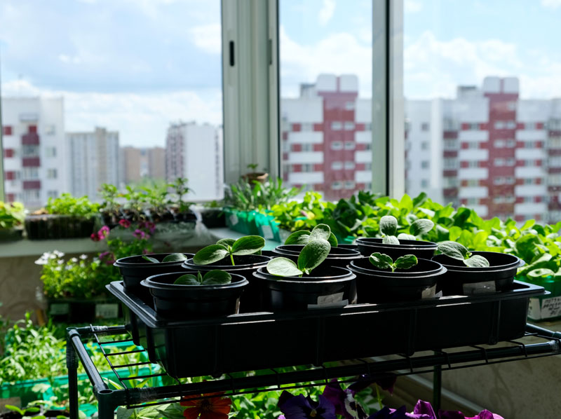 a photo of trays of seedling sitting on a wire shelf and along the balcony in a city apartment with a view of highrises in the background.