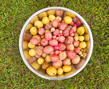 A stainless steel bowl full of fresh-washed potatoes of several varieites.