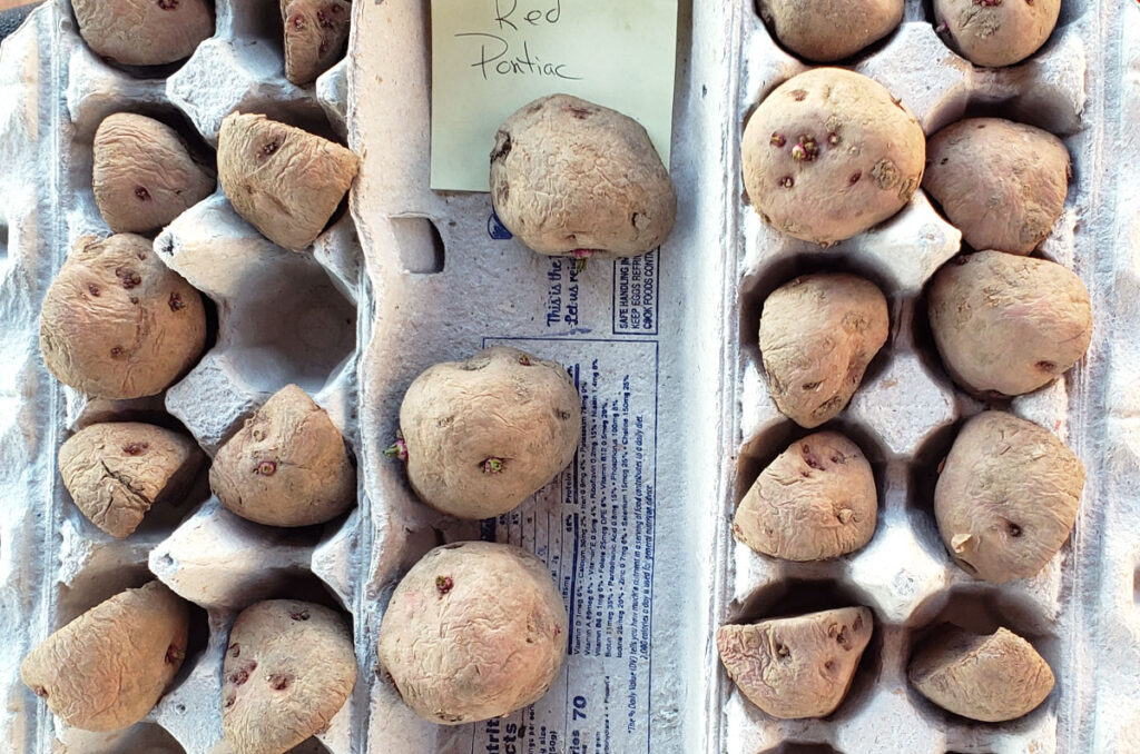 Red Pontiac seed potatoes sitting in 2 egg cartons. Potatoes have just started sprouting.