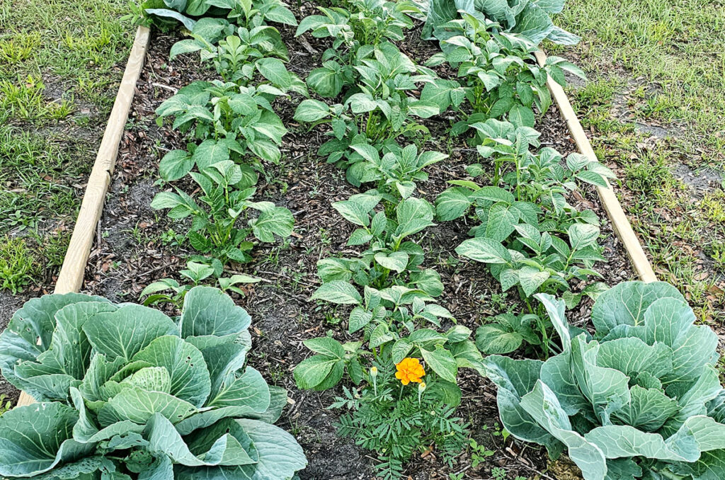 photo of 3 rows of potatoes growing in a raised 4x8 garden bed. Each of the 4 corners of the bed has a full grown cabbage growing. There is a marigold in the front side of the raised bed.