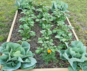potatoes and cabbages growing in a raised bed at the author's garden.