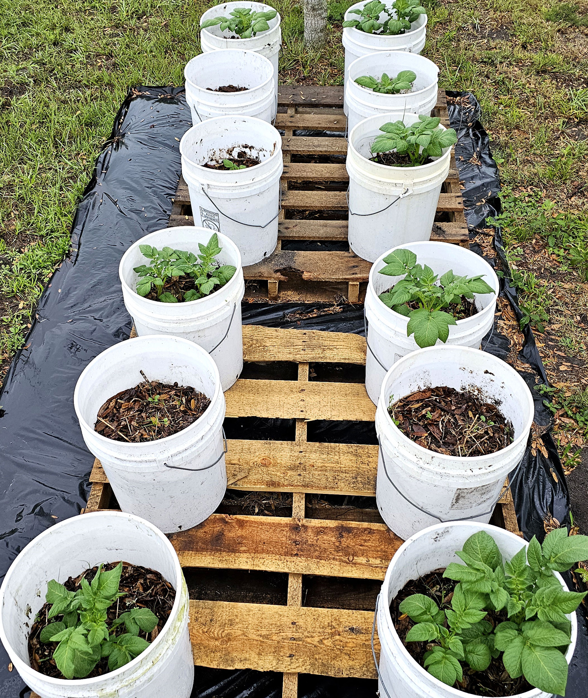 12 five-gallon buckets sitting on pallets. In the buckets are potato plants growing.