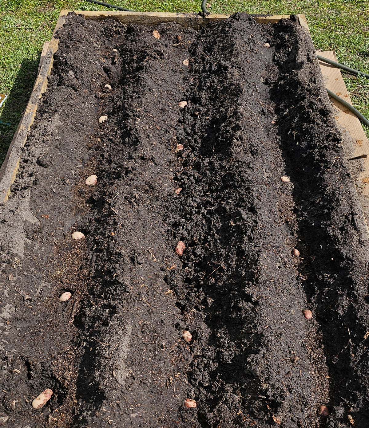 potatoes planted in 3 trenches dug in the soil of a 4x8 raised bed.