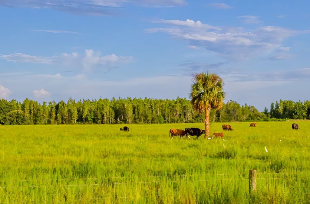 Florida cattle pasture with cattle and egrets