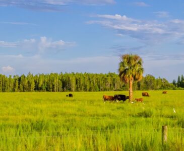 Florida cattle pasture with cattle and egrets