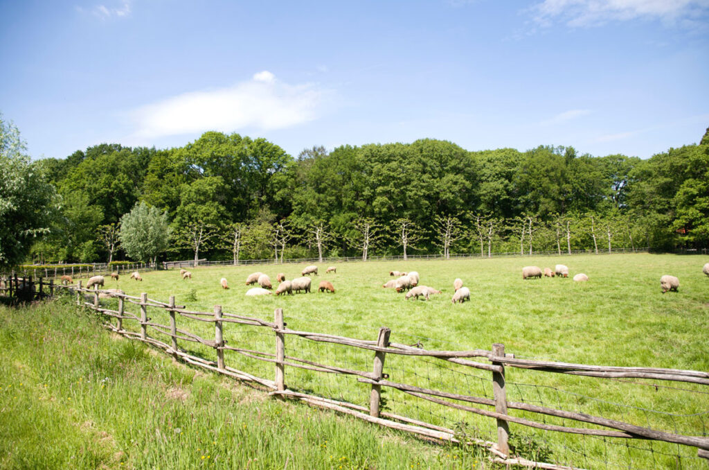 A pasture of sheep with trees in the background and a fence in the foreground.