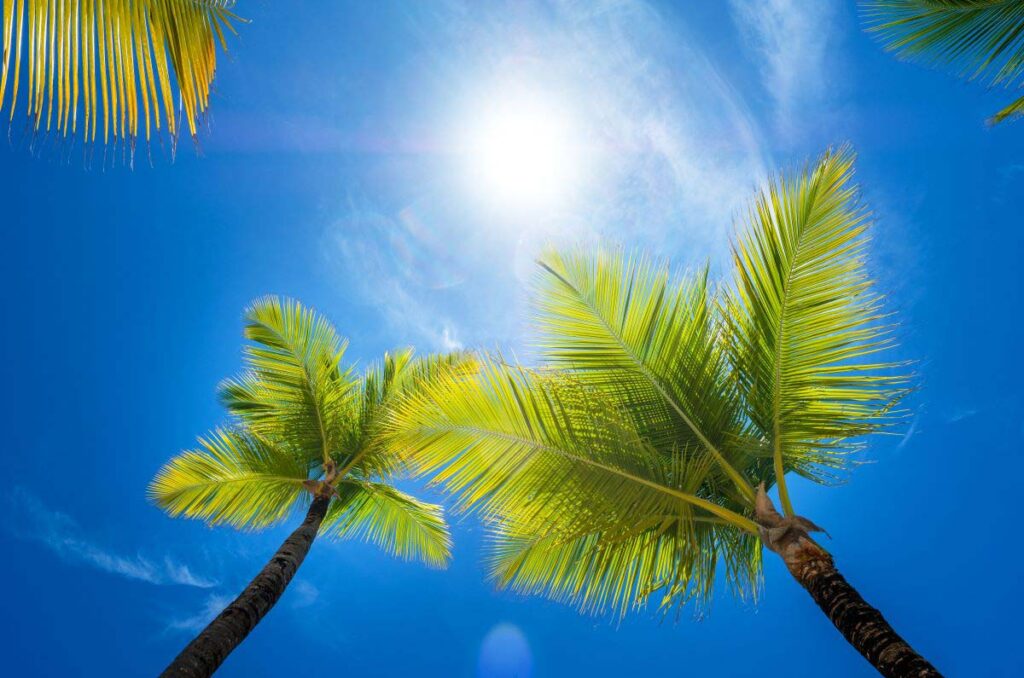 View of a sunny blue sky looking up between palm tree fronds.