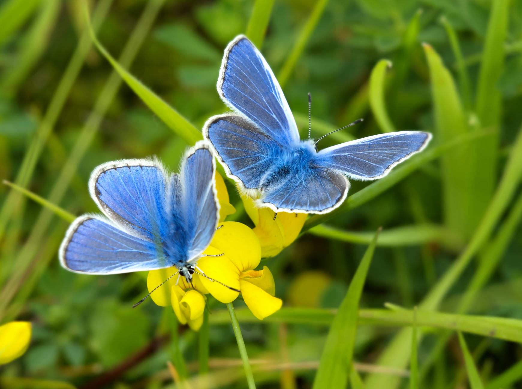 common blue butterflies