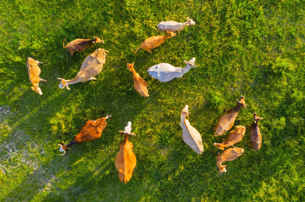 Overhead view of a herd of cattle on a green pasture.