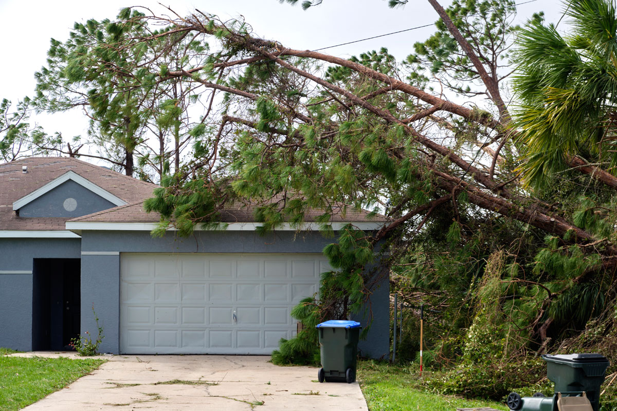 Photo of a tree fallen on an attached garage of a Florida home.