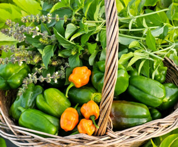 Green bell peppers, habaneros, and basil in a wicker basket sitting in a raised bed full of sweet potato vines.