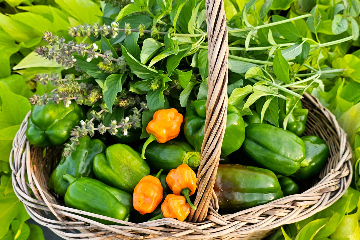 Green bell peppers, habaneros, and basil in a wicker basket sitting in a raised bed full of sweet potato vines.