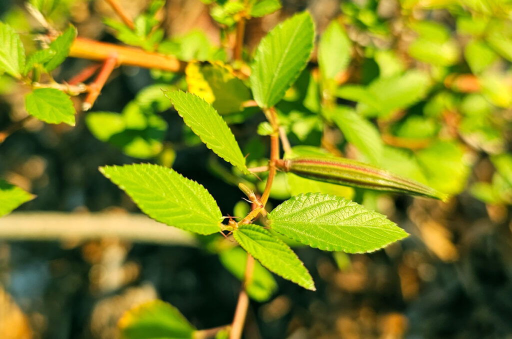 Close-up view of Egyptian Spinach leaves and a pod in the setting sunlight.