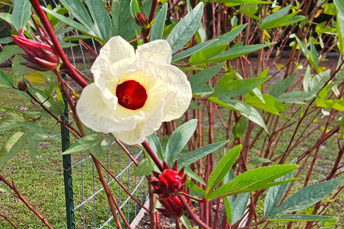 Roselle blossom on the stem with several calyxes also on the stem.