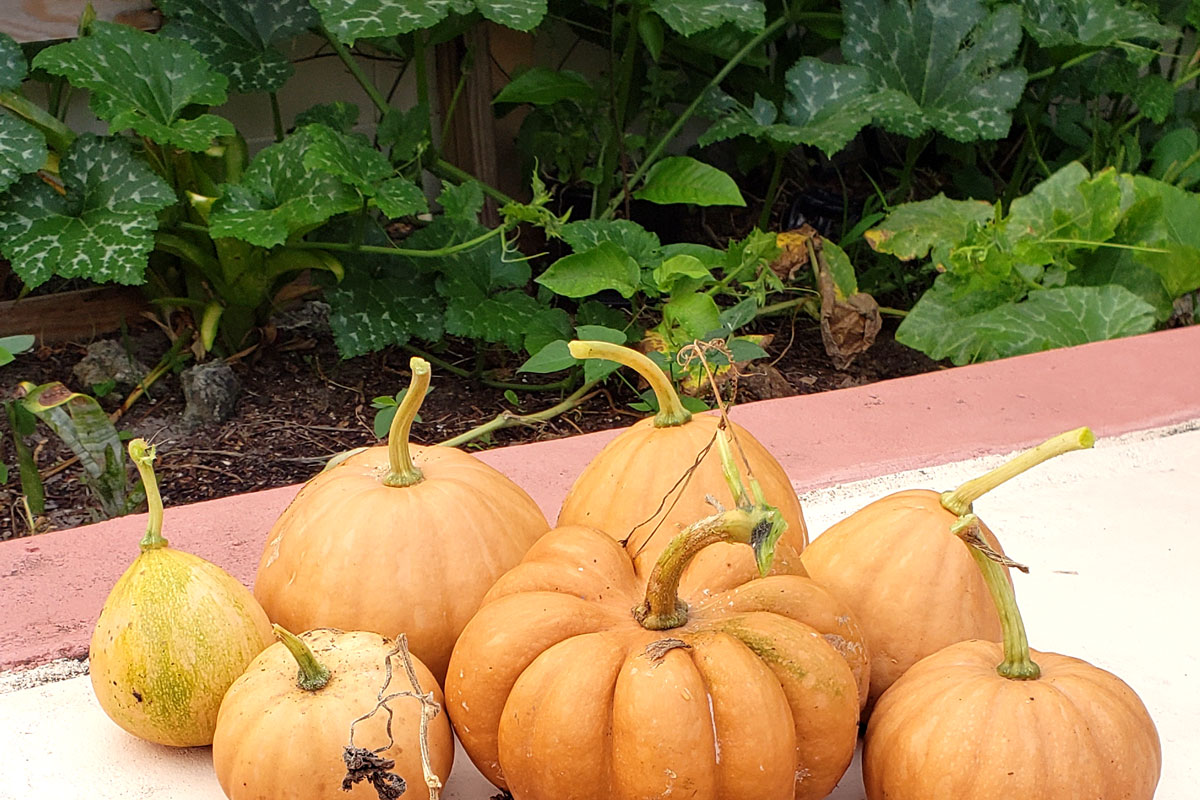 7 Seminole pumpkins sitting on a cement patio next to a garden with pumpkin vines.