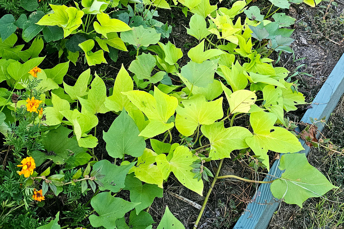 Sweet potato vines of mixed varieties growing in a raised garden bed with some marigolds.