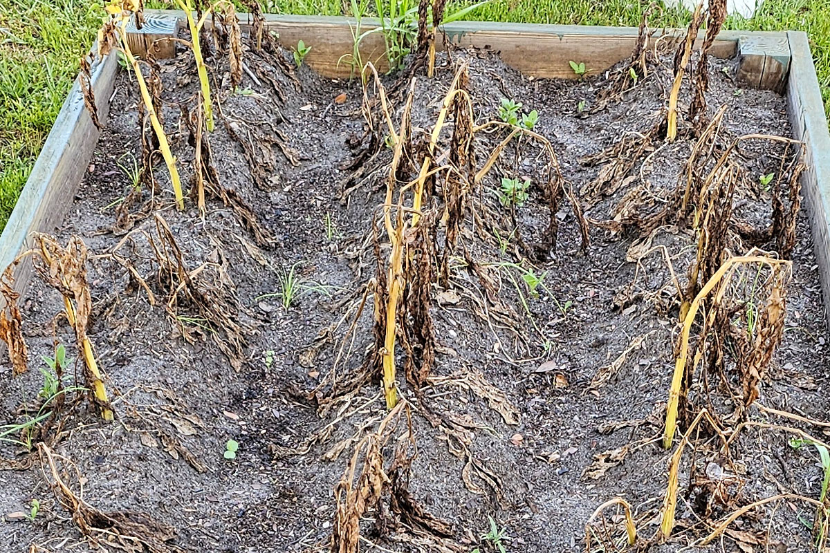 raised garden bed with 3 rows of potato plants dying back.