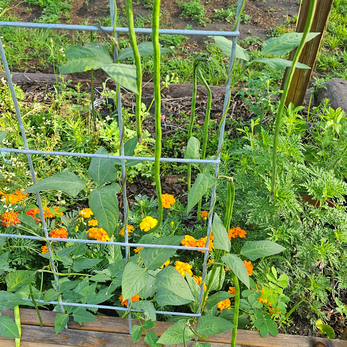 Long beans growing on a metal cattle panel trellis. Marigolds and other plants are in the background.