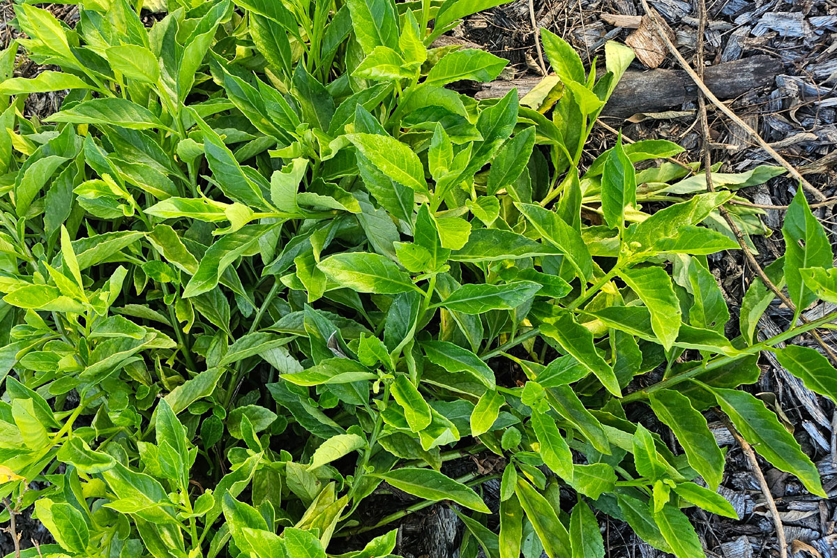 Photo of longevity spinach branches spread out across a wood chip food forest floor.