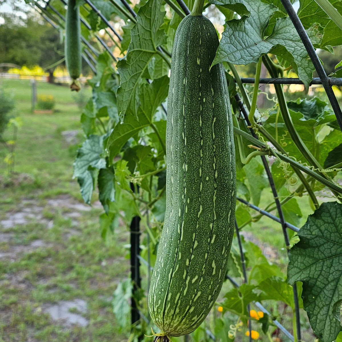 A large luffa gourd, still green, hanging from a metal cattle panel arched trellis.