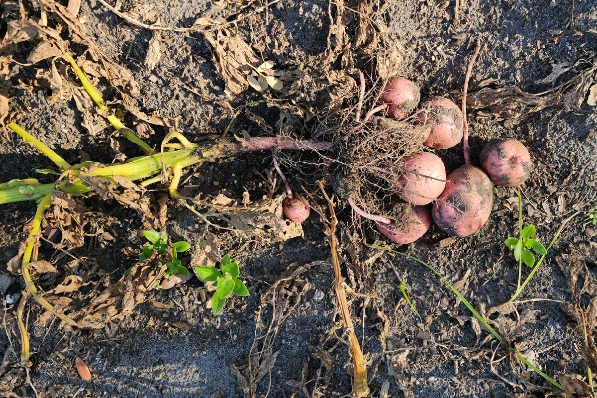 Red Pontiac potatoes pulled from sandy soil.