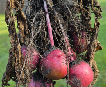 Photo of red potatoes still attached to the stem