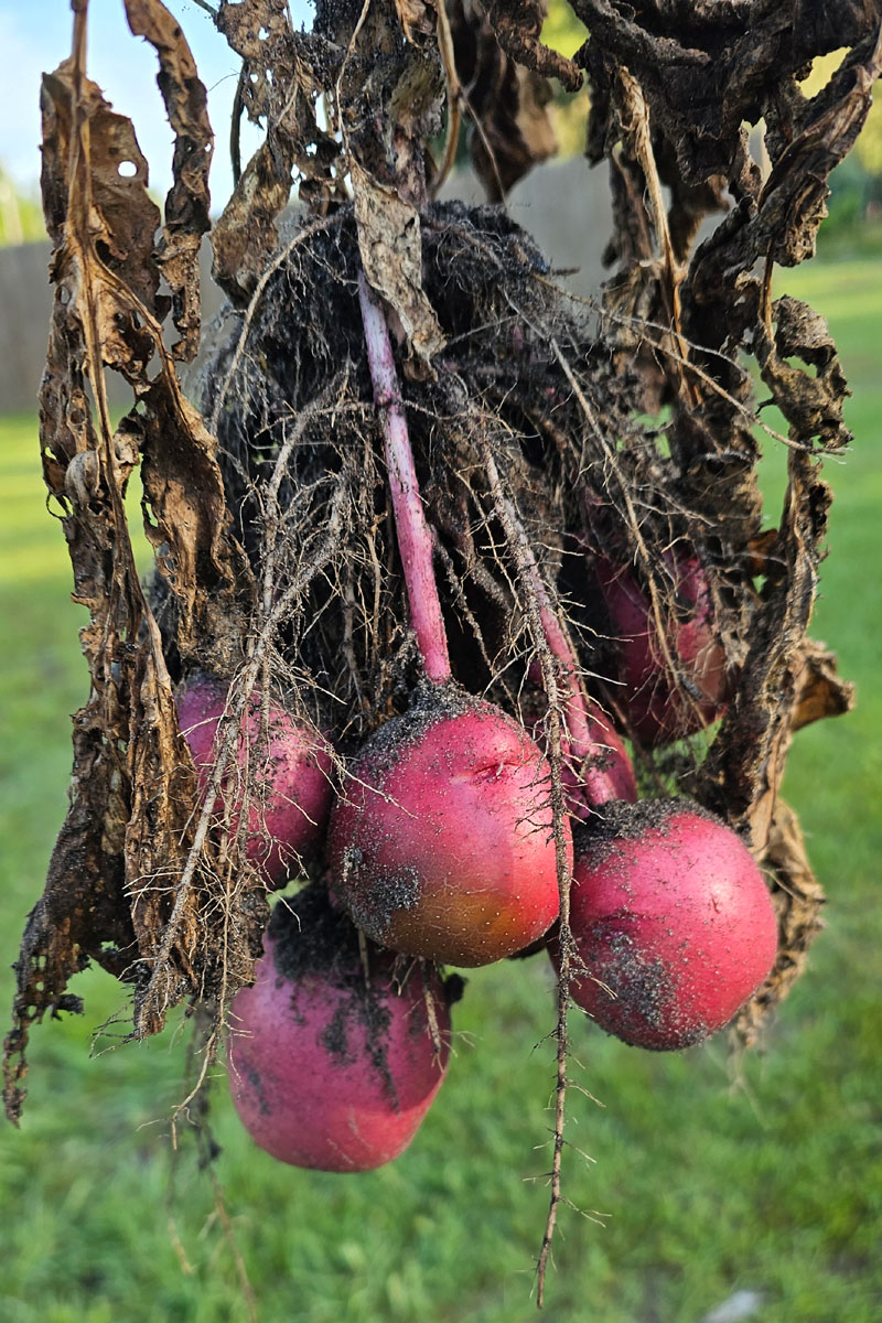 Photo of red potatoes still attached to the stem