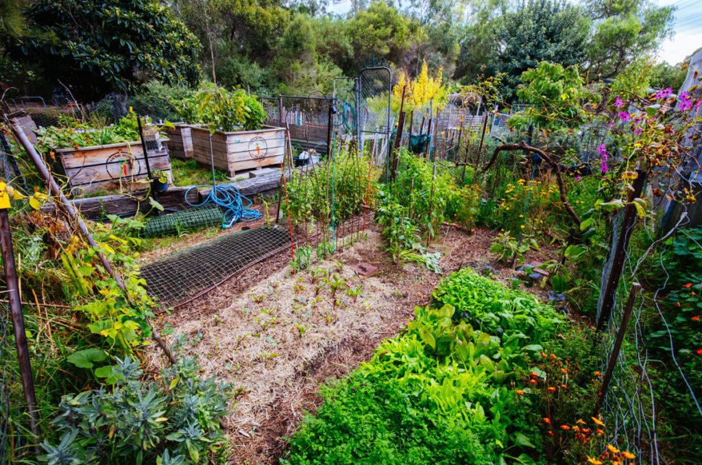 Overhead view of an urban garden in Australia.