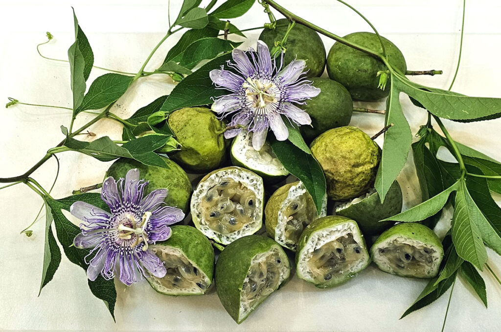 arrangement of maypop flowers, vines, and maypop fruits on a white cutting board.