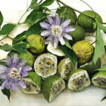 arrangement of maypop flowers, vines, and maypop fruits on a white cutting board.