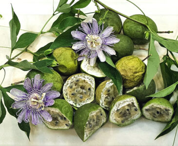 arrangement of maypop flowers, vines, and maypop fruits on a white cutting board.