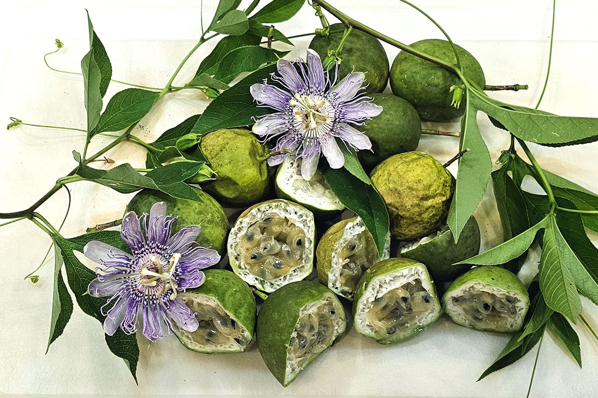 arrangement of maypop flowers, vines, and maypop fruits on a white cutting board.