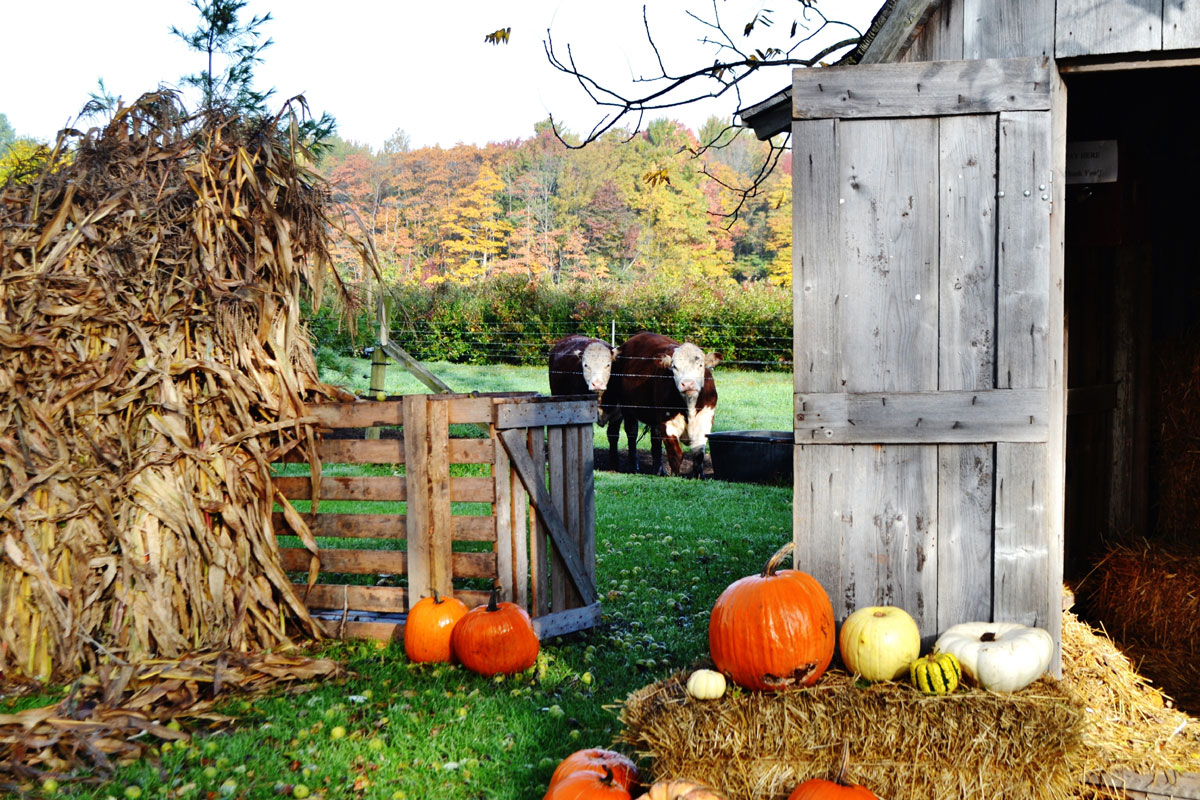 Photo of a farm gate open with 2 brown cattle, corn stalks, pumpkins on bales of straw, and an open barn door.