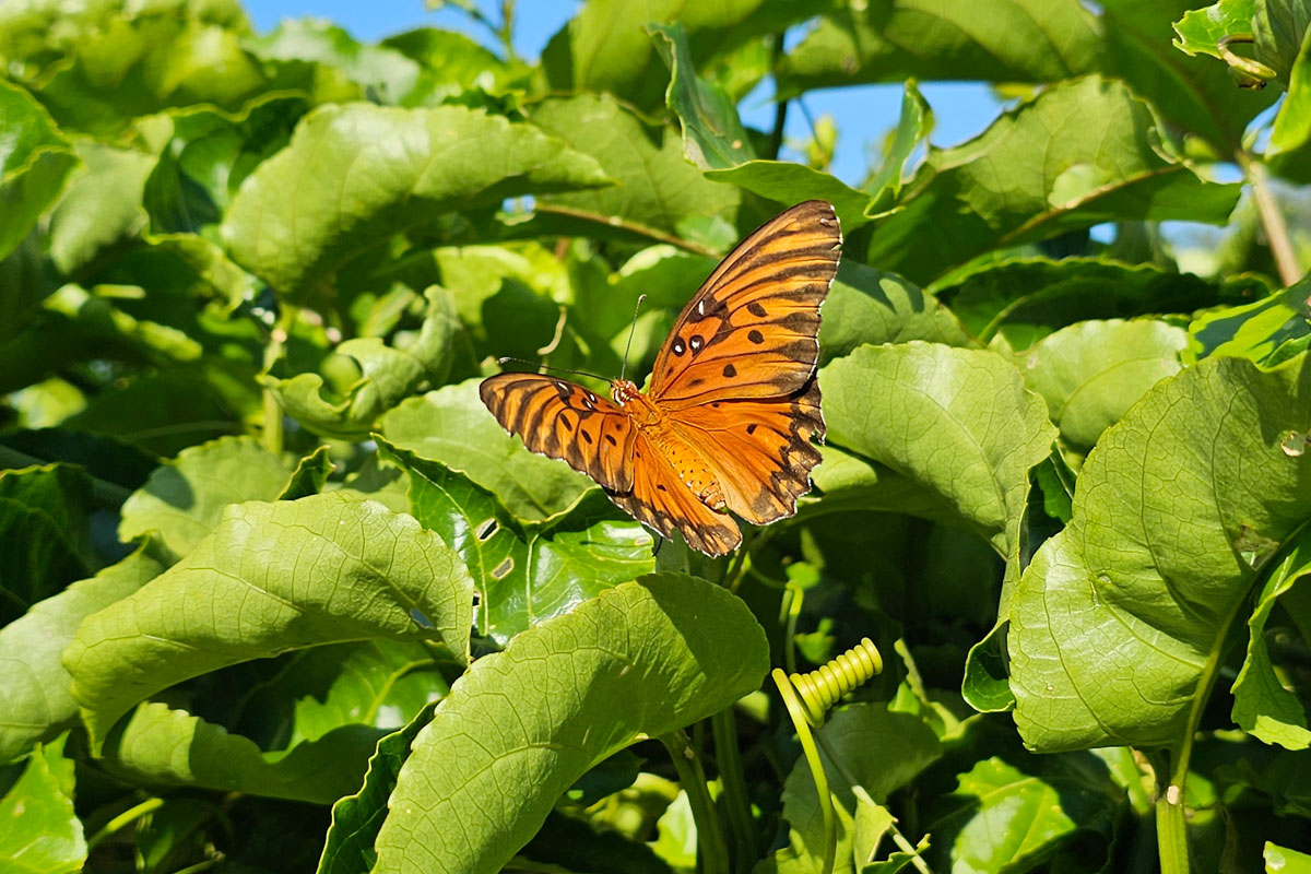 Gulf fritillary butterfly on passionfruit vines