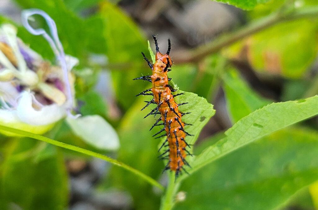 Gulf fritillary caterpillar chewing on a maypop leaf.