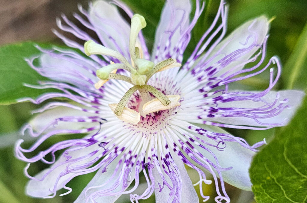 Close-up view of a maypop blossom.