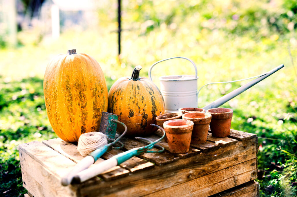 photo of garden tools, pots, and 2 pumpkins on a workbench outside in the garden.