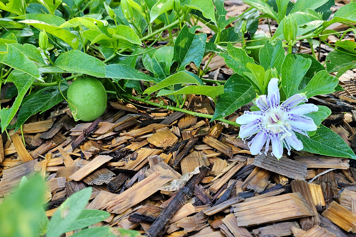 maypop vines, fruit, and blossom on the woodchip floor of the author's food forest.