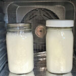 2 glass quart canning jars in a food dehydrator with fermenting yogurt in them.