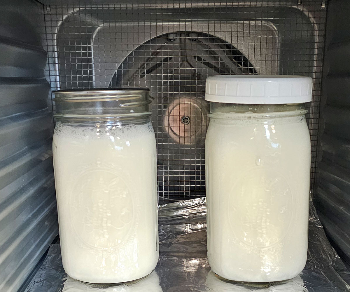 2 glass quart canning jars in a food dehydrator with fermenting yogurt in them.