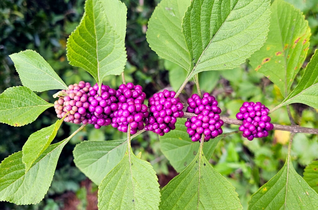 Close-up photo of an American Beautyberry branch with ripening magenta fruits.