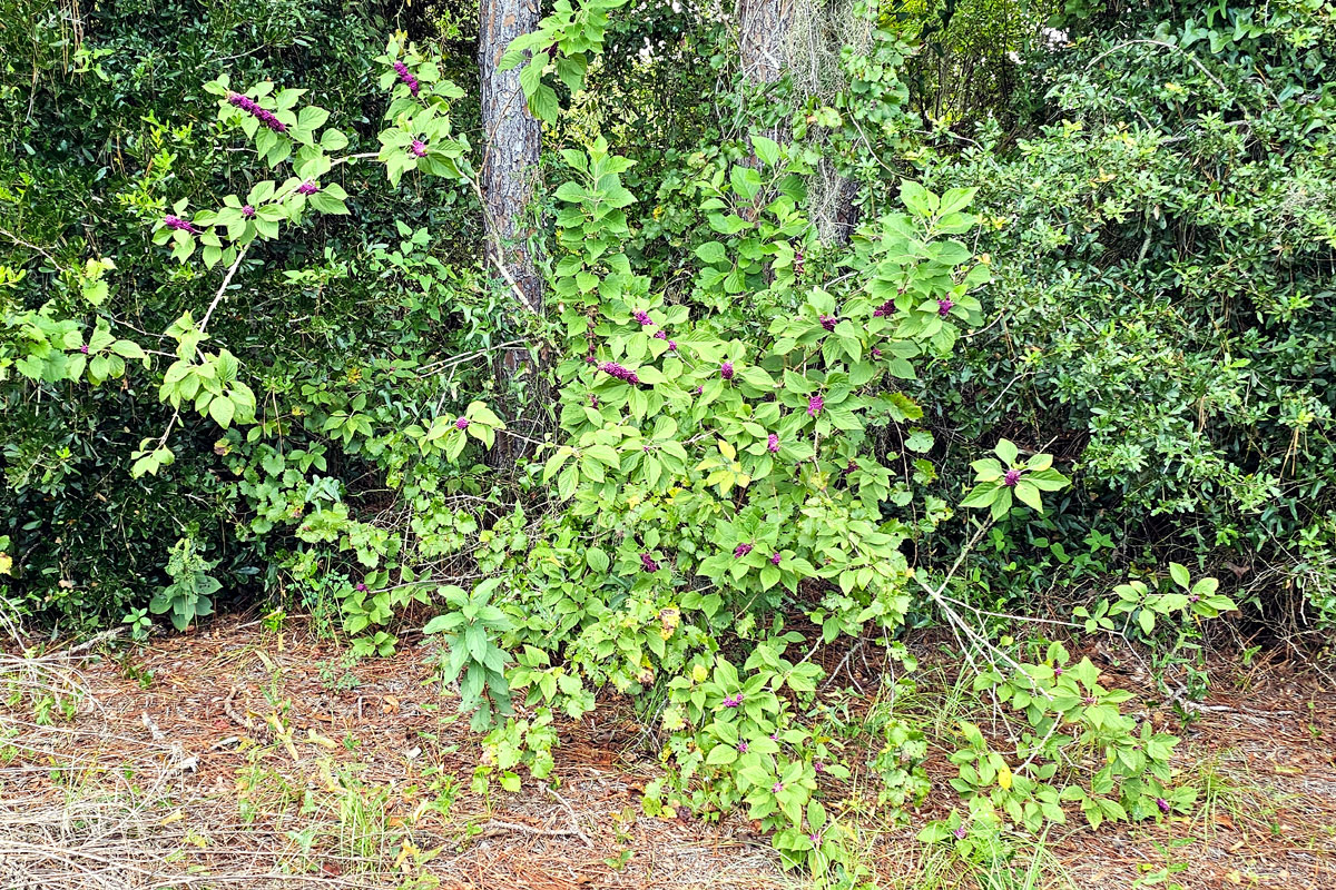 Photo of an American Beautyberry bush under trees in a wide fencerow.