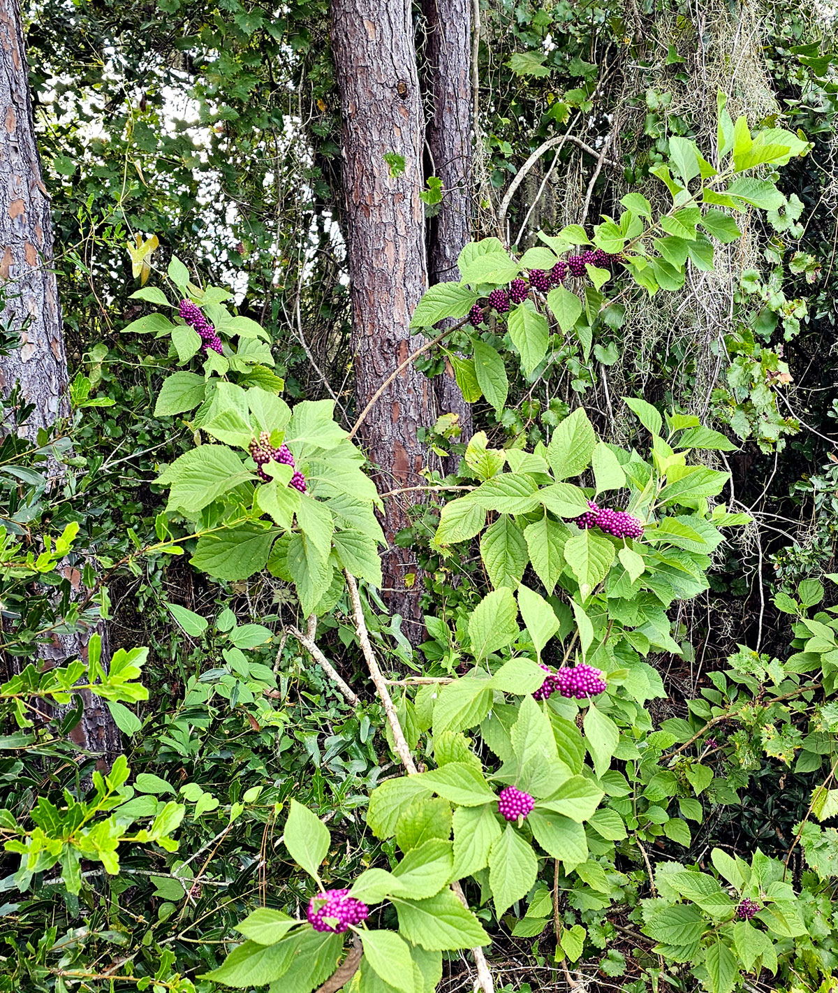 Photo of American Beautyberry bush under the pines.